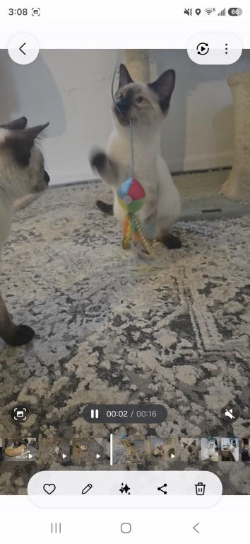 Bonded Blue Point 5 Month Old And Seal Girl photo 2