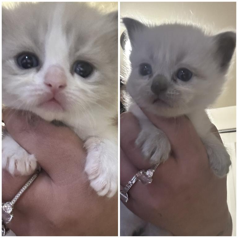 2 Litters Kats Ravishing Ragdolls photo 2