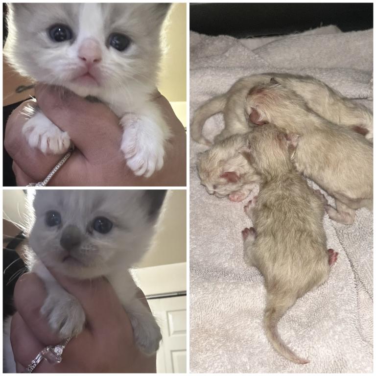 2 Litters Kats Ravishing Ragdolls photo 1