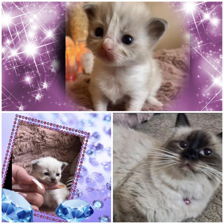 2 Litters Kats Ravishing Ragdolls photo 3