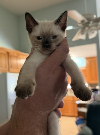 BANDIT BOY SIAMESE MANX JUNE 26 photo 1