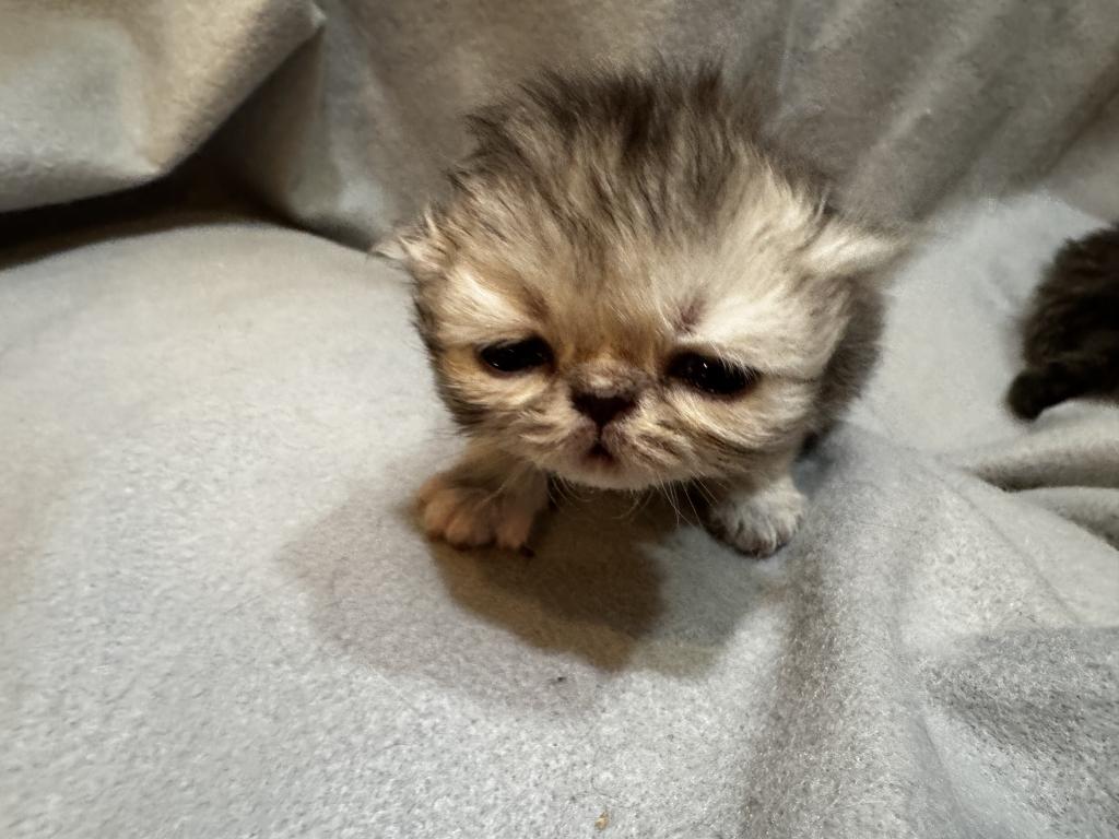 PO29 Tortie Snowy Face photo 3