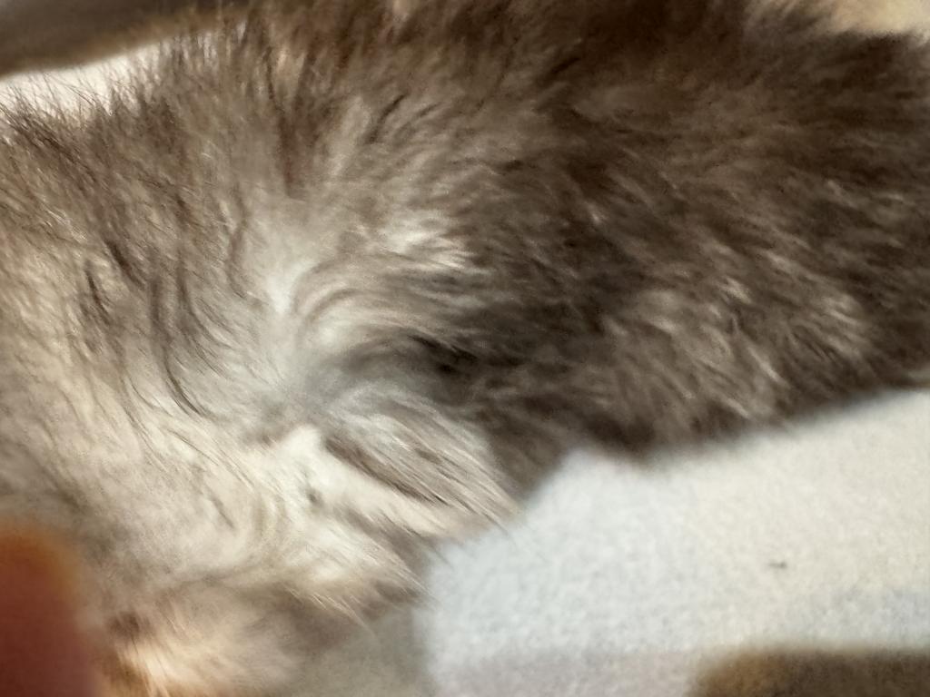 PO29 Tortie Snowy Face photo 4