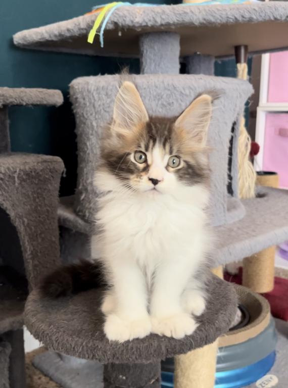 Polydactyl Maine Coon Kittens photo 2