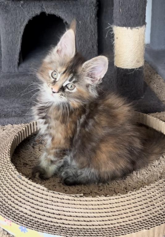 Polydactyl Maine Coon Kittens