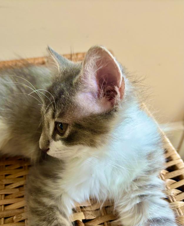 Fluffy photo 1