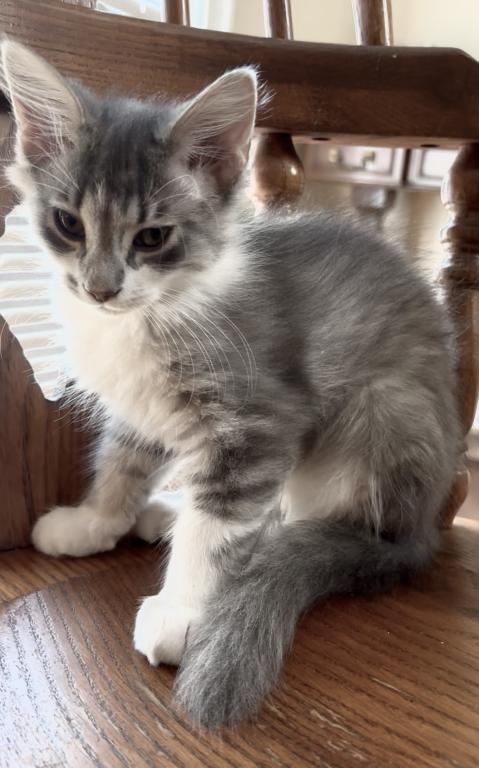 Fluffy photo 3