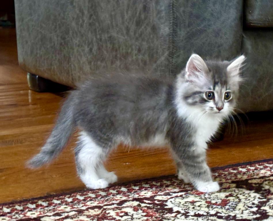 Fluffy photo 2