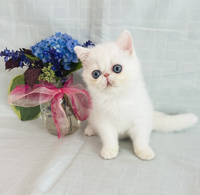 Exotic Short Haired Kittens photo 2