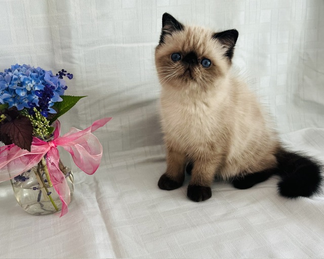 Exotic Short Haired Kittens photo 1