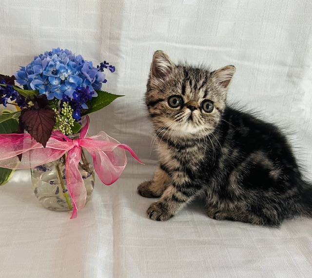 Exotic Short Haired Kittens photo 3
