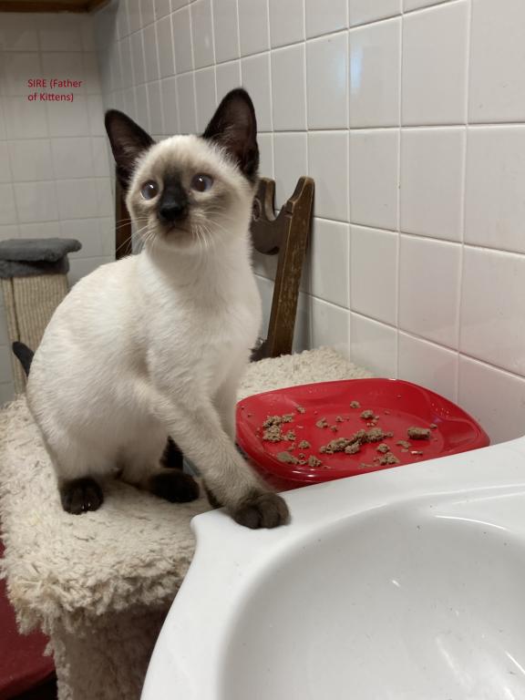 Siamese Kittens photo 3