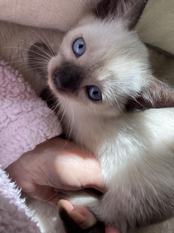 Siamese Kittens photo 4