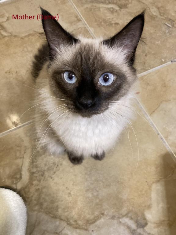 Siamese Kittens photo 2