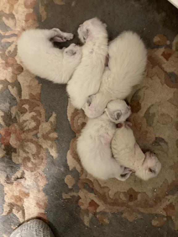 Siamese Kittens