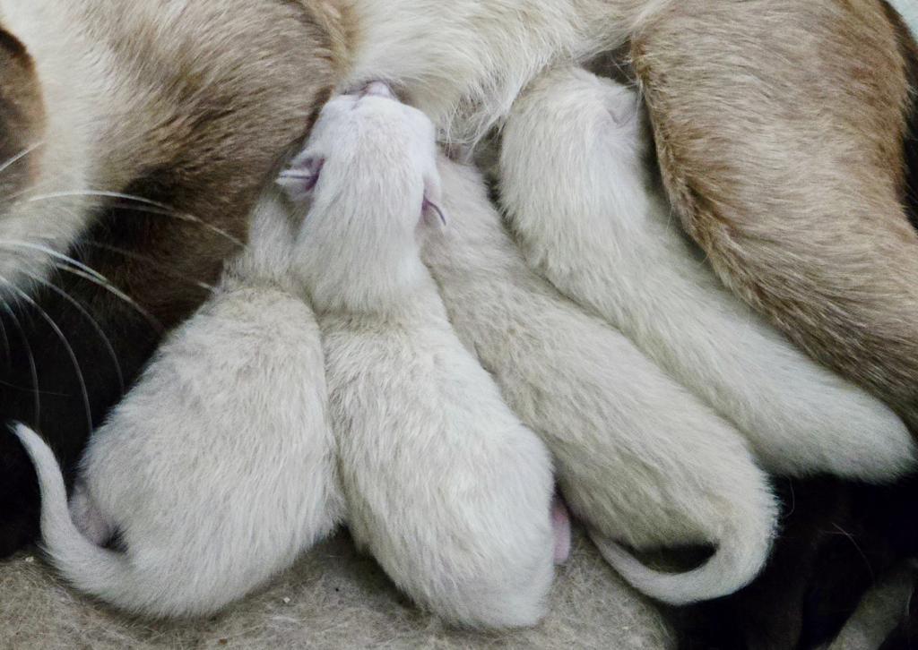 Siamese Kittens photo 3