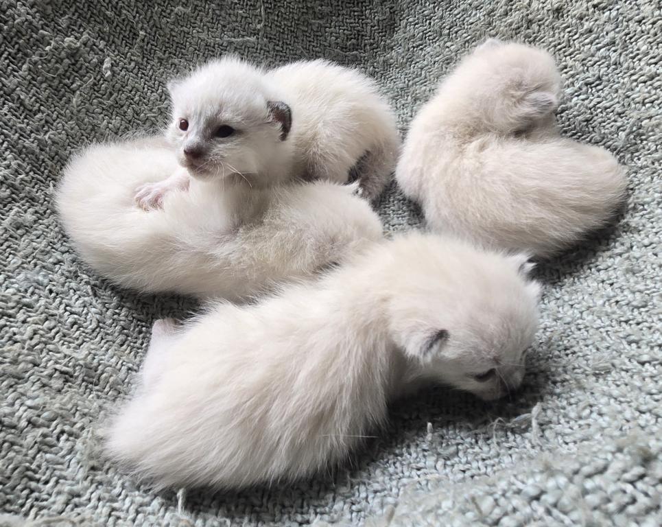 Siamese Kittens photo 1