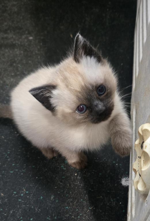 Siamese Kittens photo 8