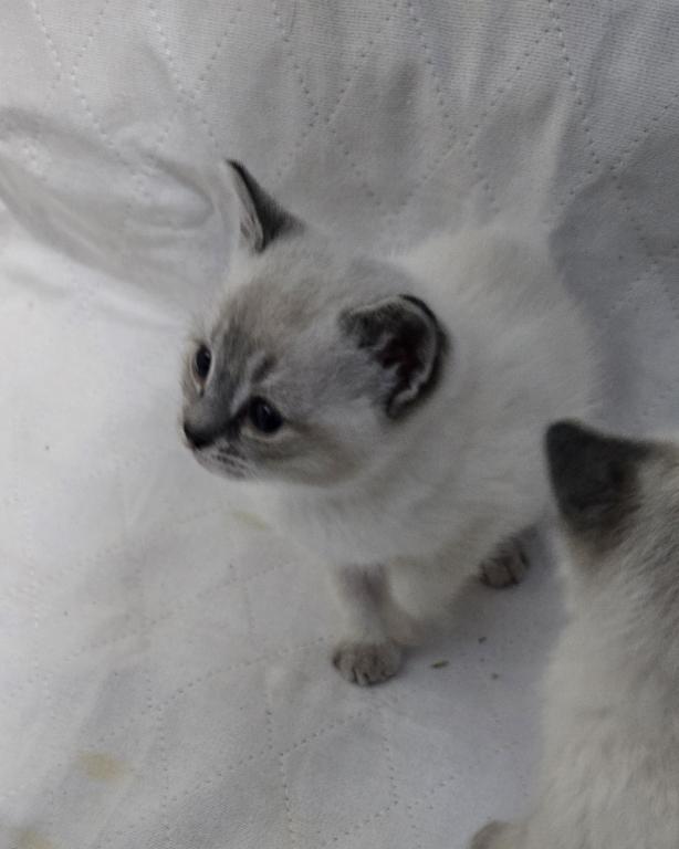 Siamese Kittens photo 7