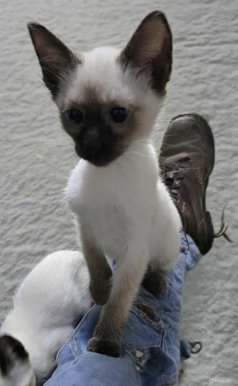 Siamese Kittens photo 4