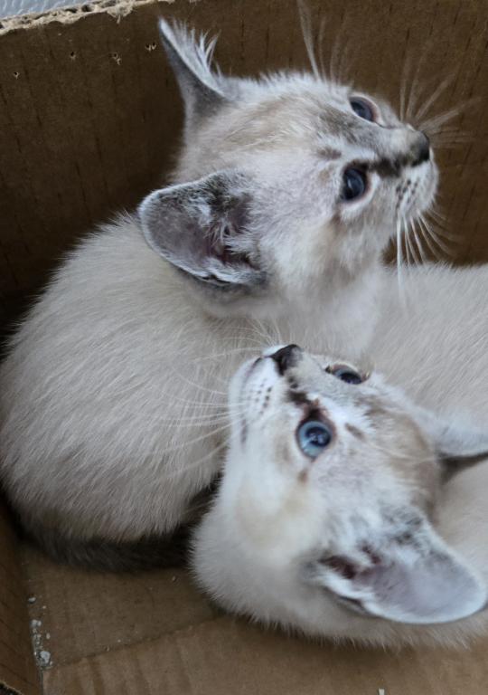 Siamese Kittens photo 2