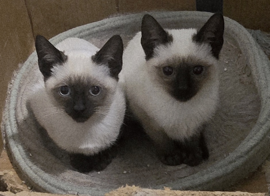 Siamese Kittens photo 5