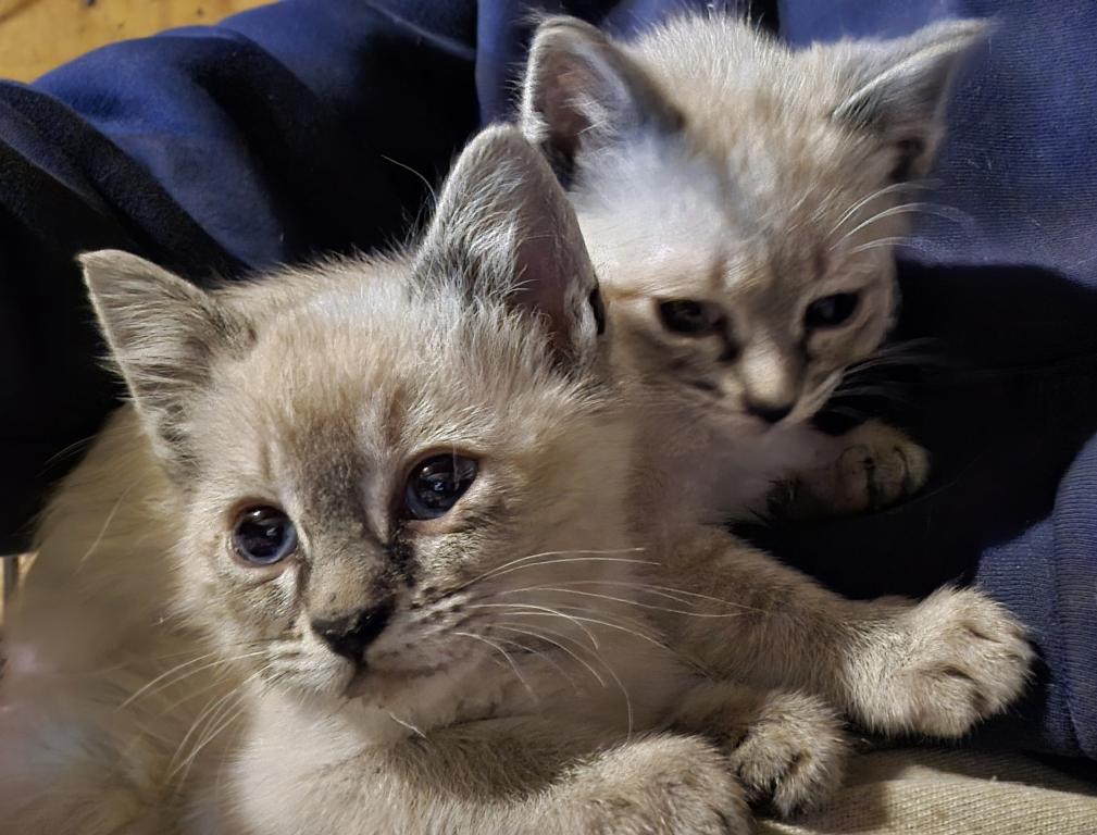 Siamese Kittens photo 6