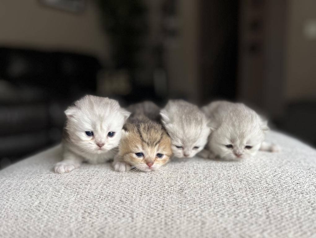 M Litter photo 12