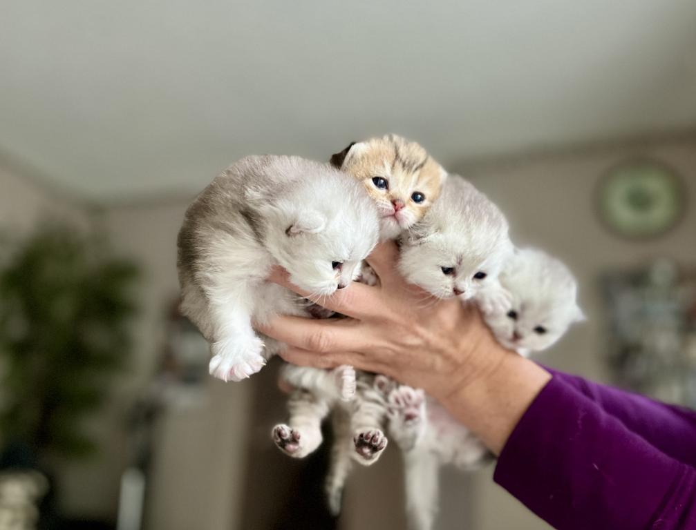 M Litter photo 8