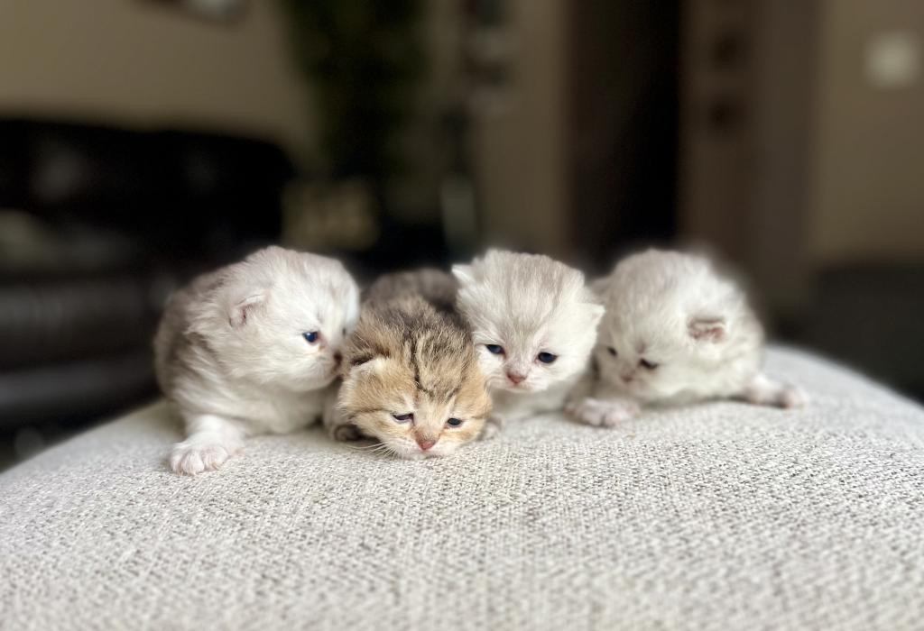 M Litter photo 11