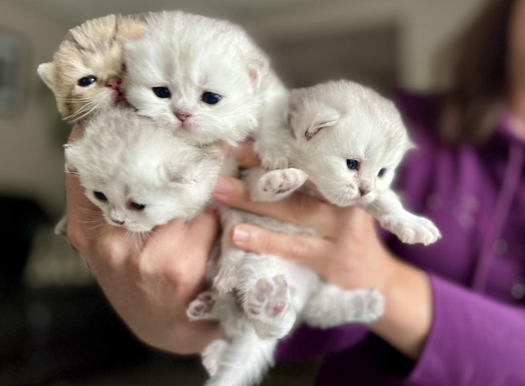 M Litter photo 1