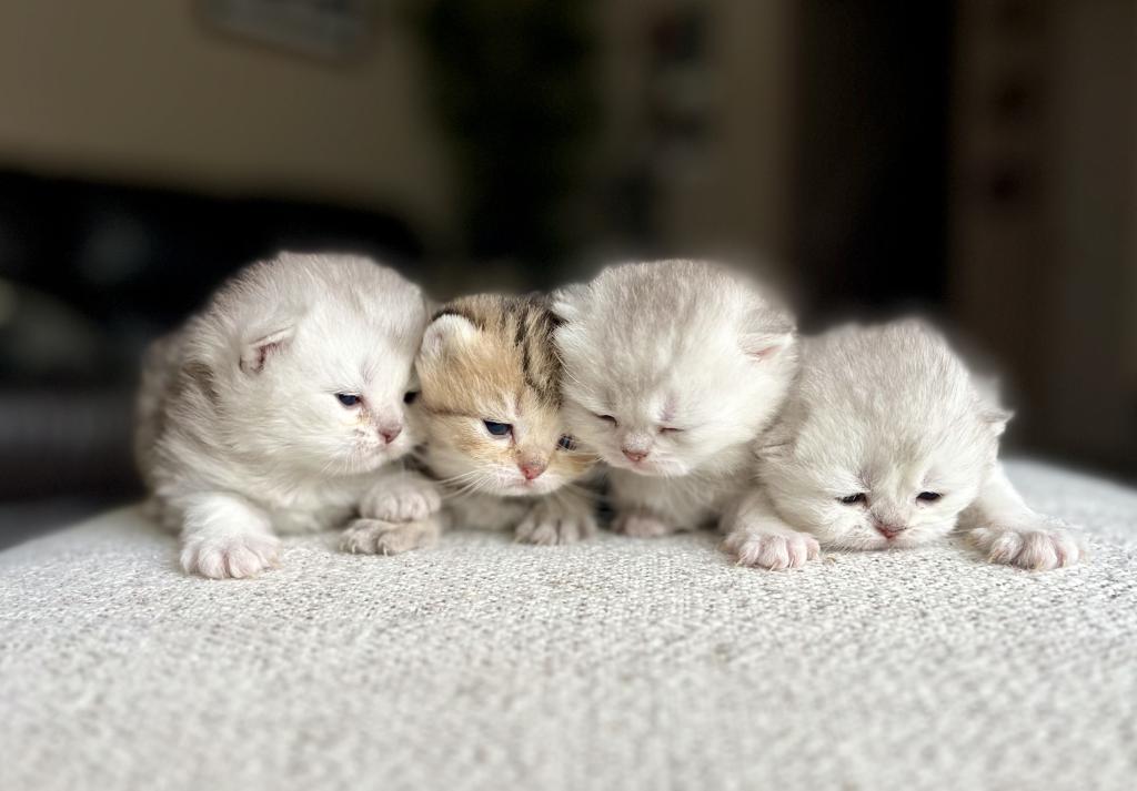 M Litter photo 4
