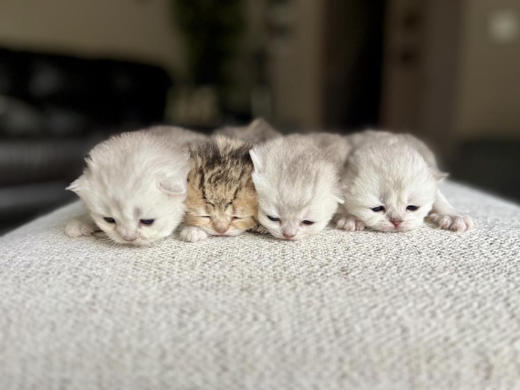 M Litter photo 2