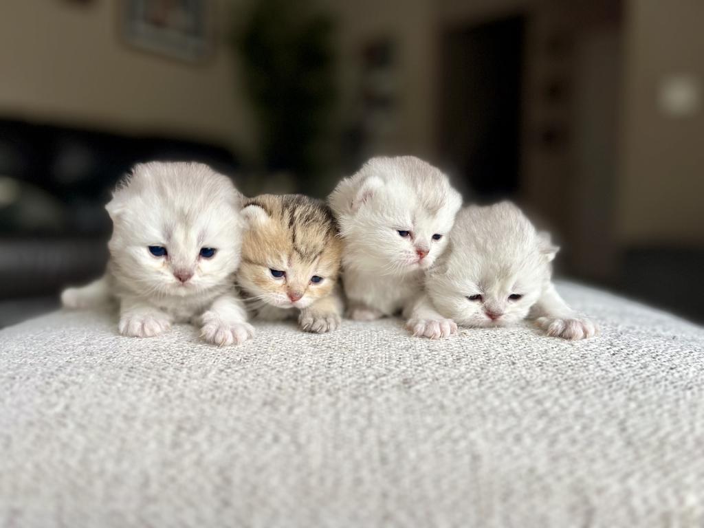 M Litter photo 3