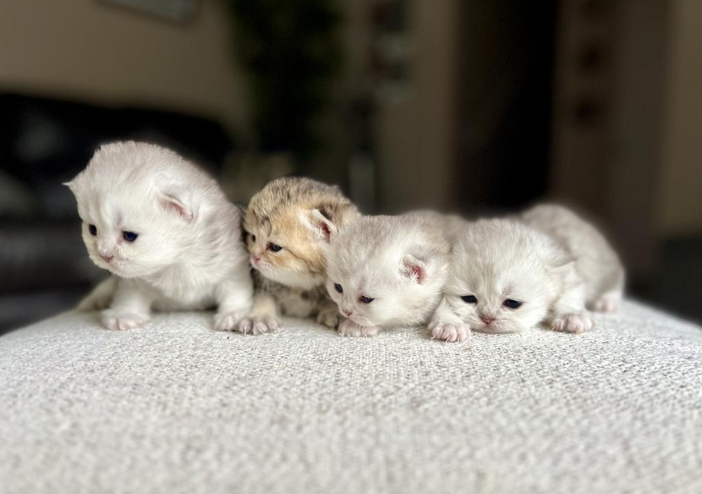 M Litter photo 5