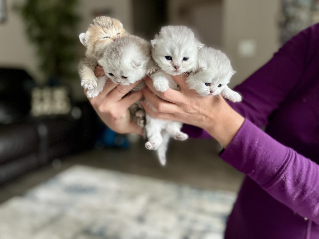 M Litter photo 6