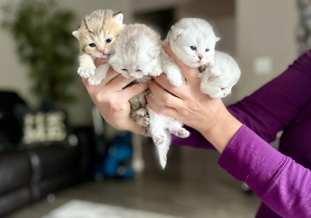 M Litter photo 7