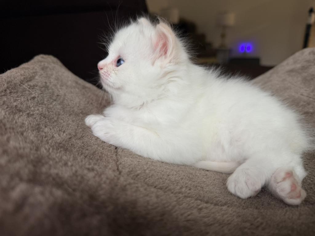 Oliver photo 4