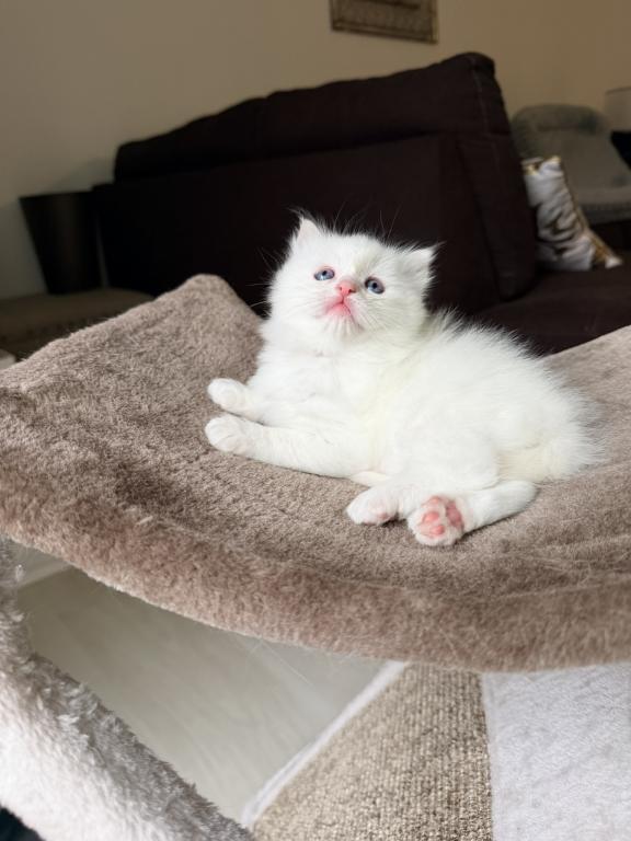 Oliver