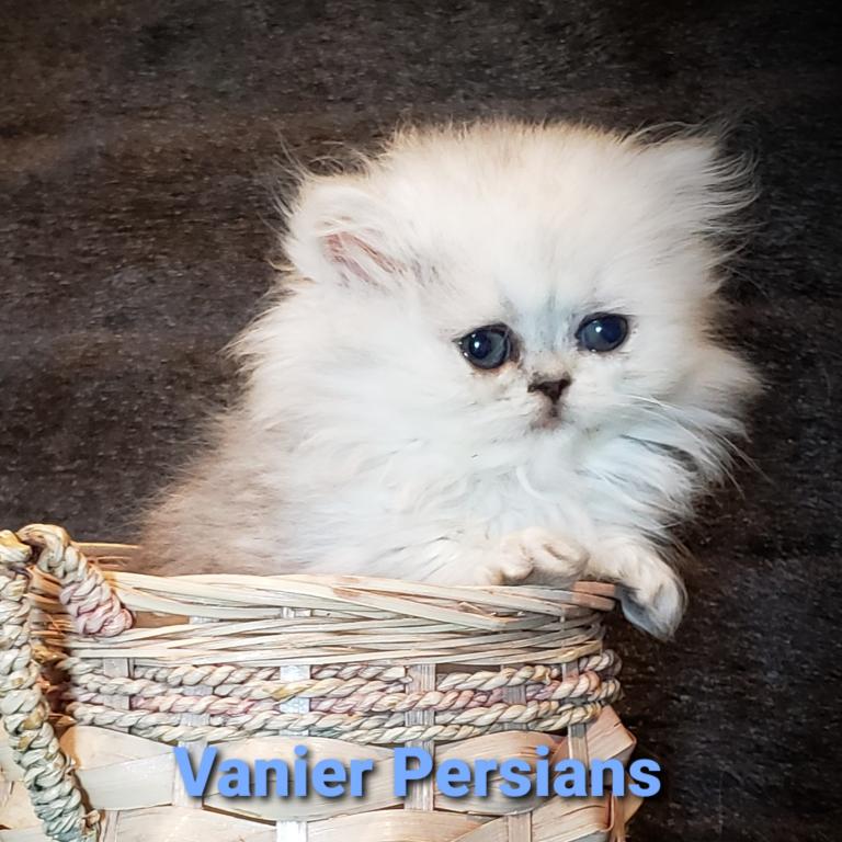 CFA Vanier Shaded Silver Persian Kittens photo 3