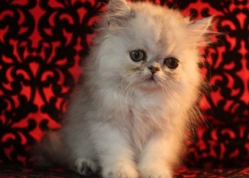 CFA Vanier Shaded Silver Persian Kittens photo 1