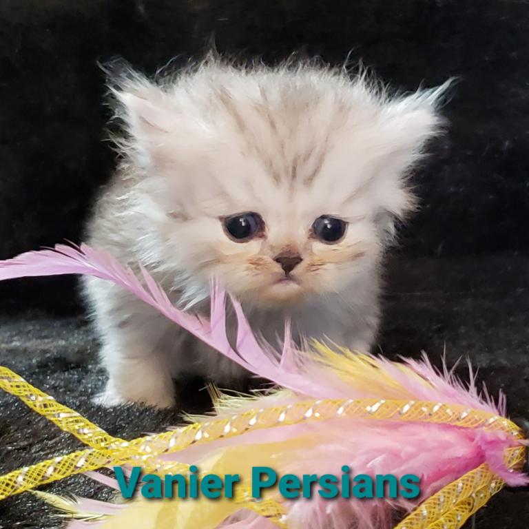 CFA Vanier Shaded Silver Persian Kittens photo 5