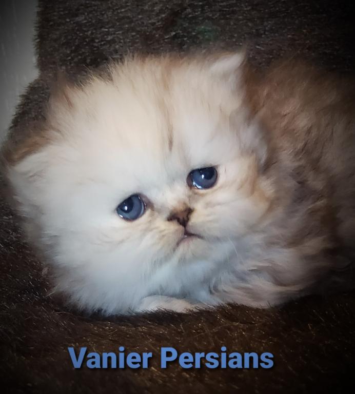 CFA Vanier Shaded Silver Persian Kittens photo 4