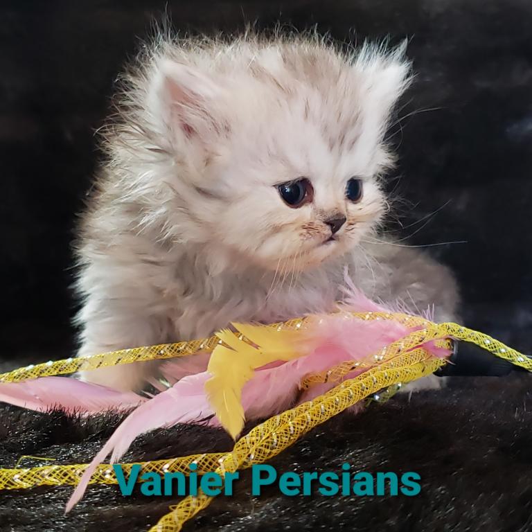 CFA Vanier Shaded Silver Persian Kittens photo 7