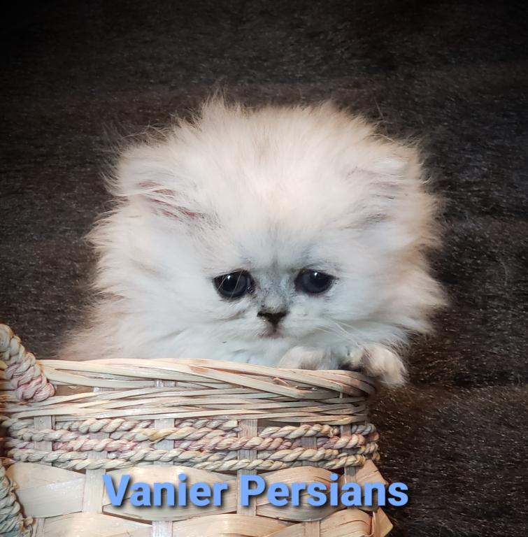 CFA Vanier Shaded Silver Persian Kittens photo 2