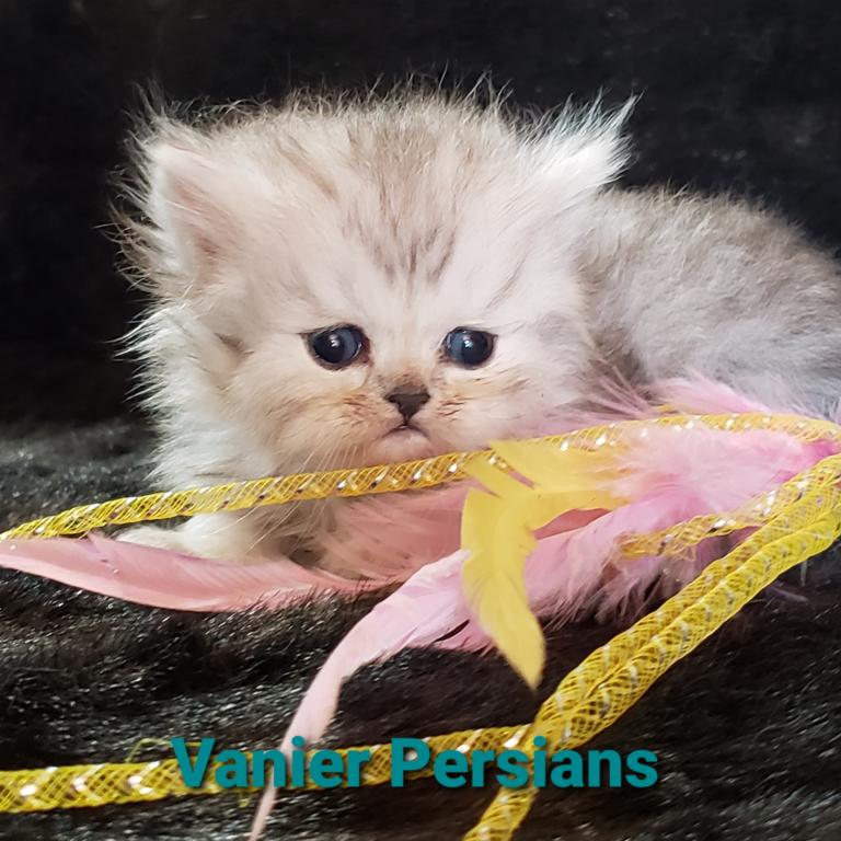 CFA Vanier Shaded Silver Persian Kittens photo 6