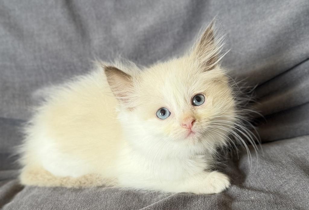 TICA Chocolate Bicolor Girl photo 2