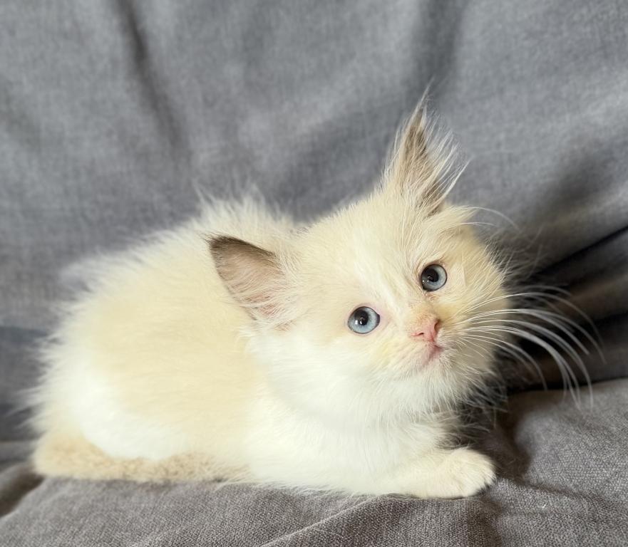 TICA Chocolate Bicolor Girl photo 7