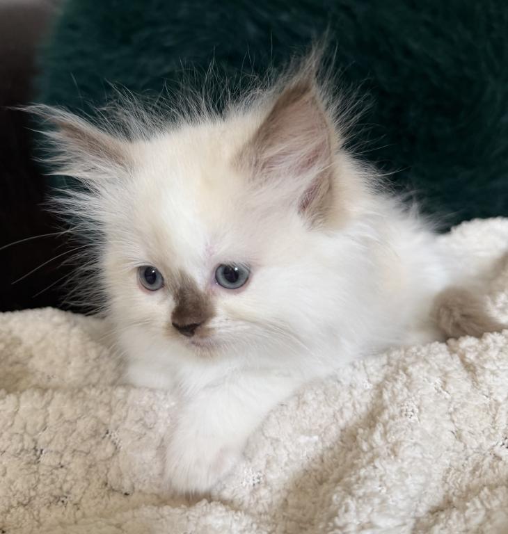 TICA Chocolate Mitted Girl photo 2