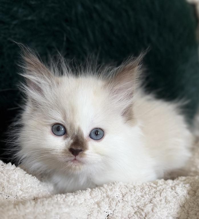 TICA Chocolate Mitted Girl photo 1
